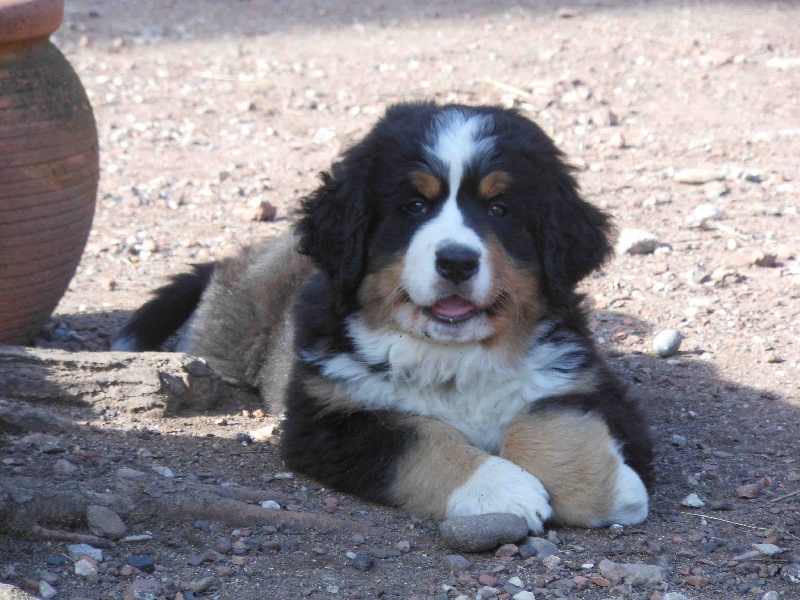 Chiot Bouvier Bernois De La Vallée De Daïna